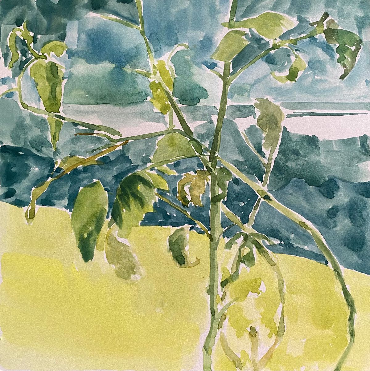 Tomato Plant