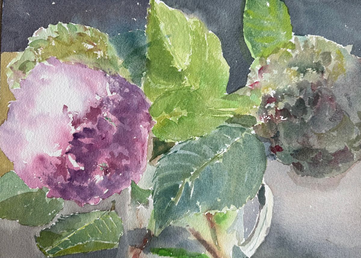 Hydrangea